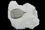 Dalmanites Trilobite Fossil - New York #99074-1